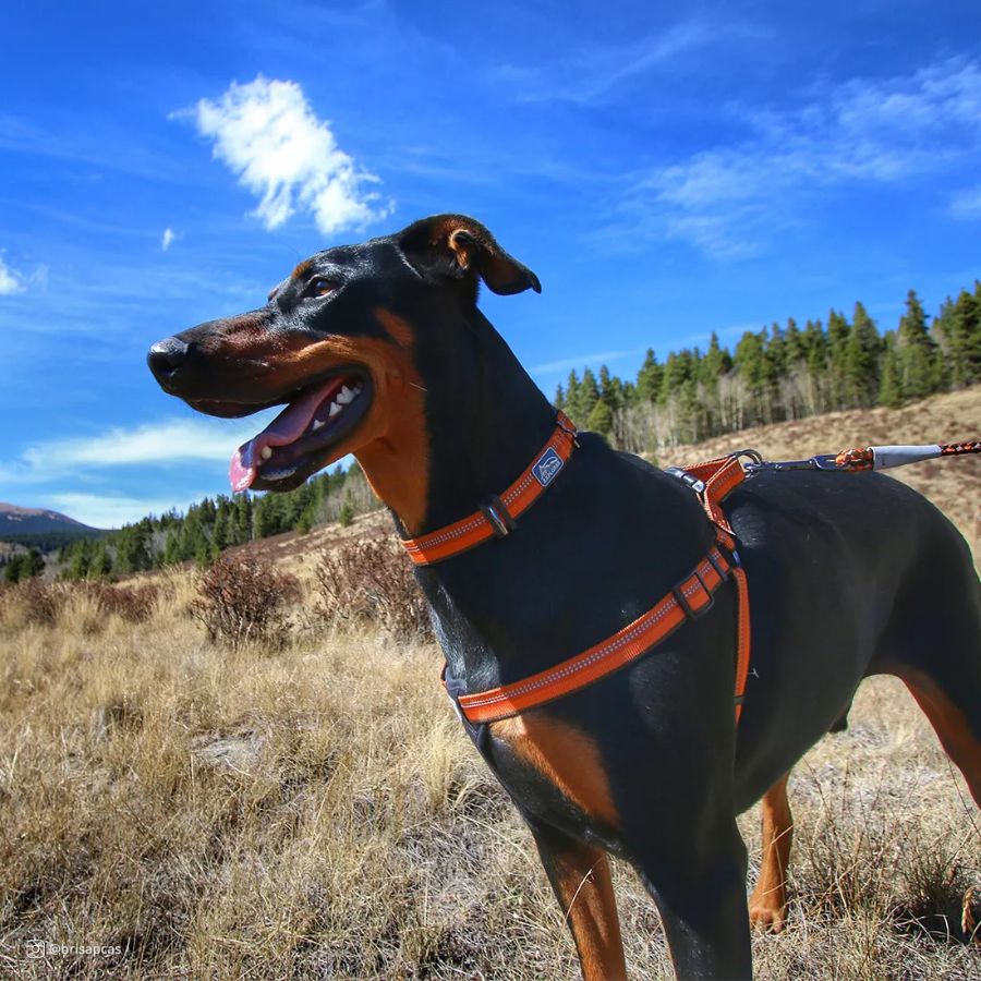 K9 explorer arnés acolchado naranja, , large image number null